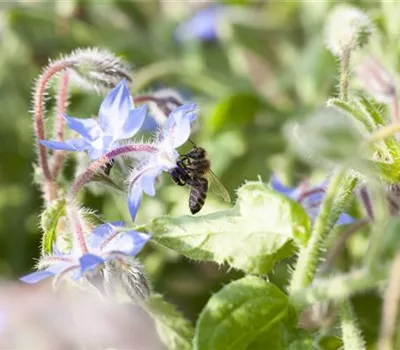 Borago officinalis Borago officinalis