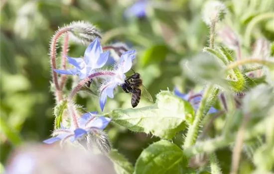 Borago officinalis