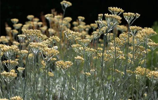 Helichrysum italicum