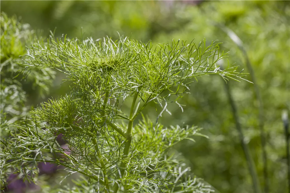 Anethum graveolens