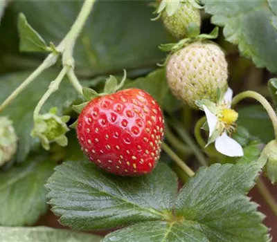 Fragaria 'Korona' -S- CAC