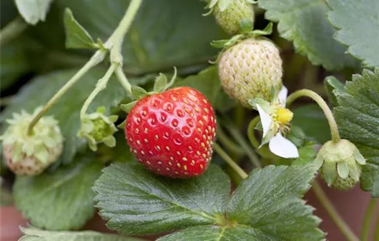 Fragaria 'Korona' -S- CAC