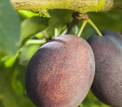 Prunus domestica subsp. italica 'Graf Althans Reneklode'