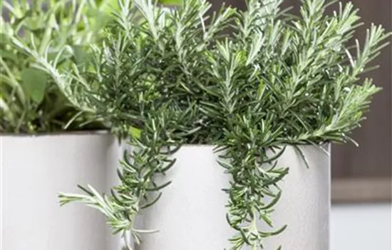 Rosmarinus officinalis i.S., hängend