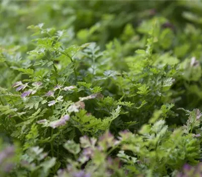 Anthriscus cerefolium Anthriscus cerefolium