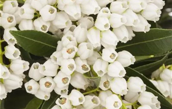 Pieris japonica 'Variegata'