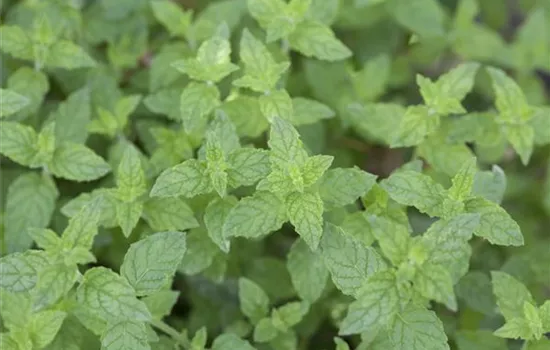 Mentha x piperita