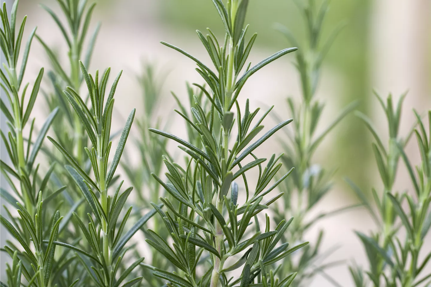 Kräuter/ Gewürze Kräuter/ Gewürze