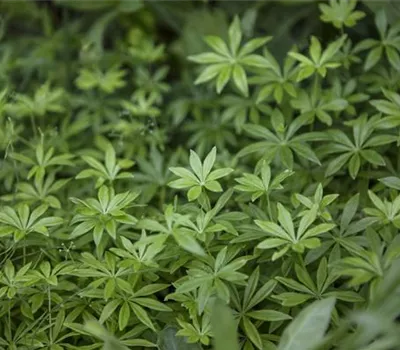 Galium odoratum Galium odoratum