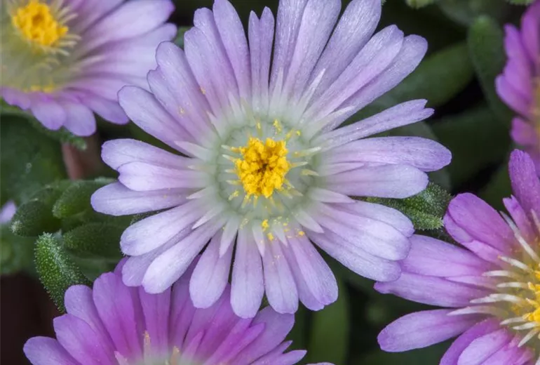 Delosperma congestum