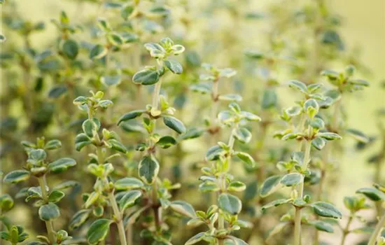 Thymus comosus 'Doone Valley'