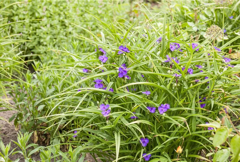 Tradescantia andersoniana