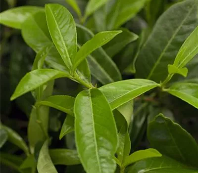 Prunus lauroc.'Mount Vernon'