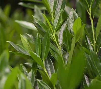 Prunus lauroc.'Otto Luyken'