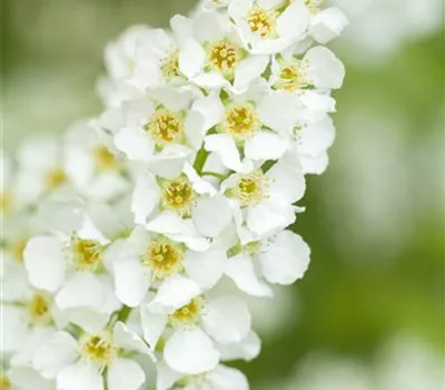 Prunus padus Prunus padus