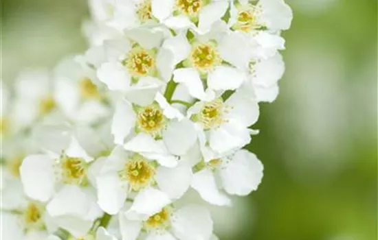 Prunus padus