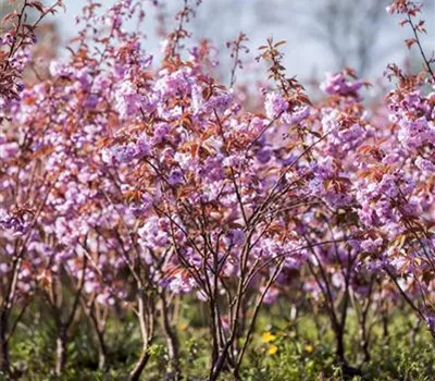 Prunus serrulata 'Kanzan' Prunus serrulata 'Kanzan'