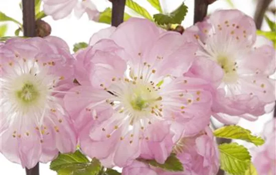 Prunus triloba