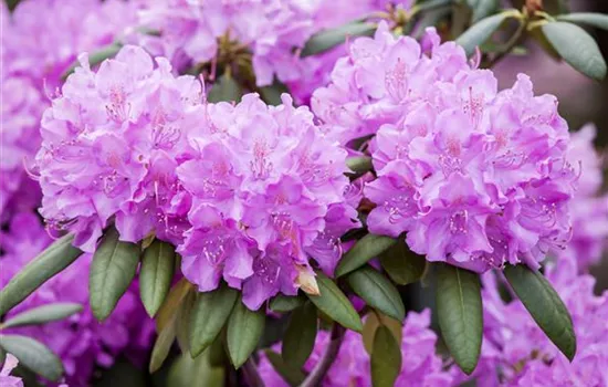 Rhododendron Hybr.'Roseum Elegans' I