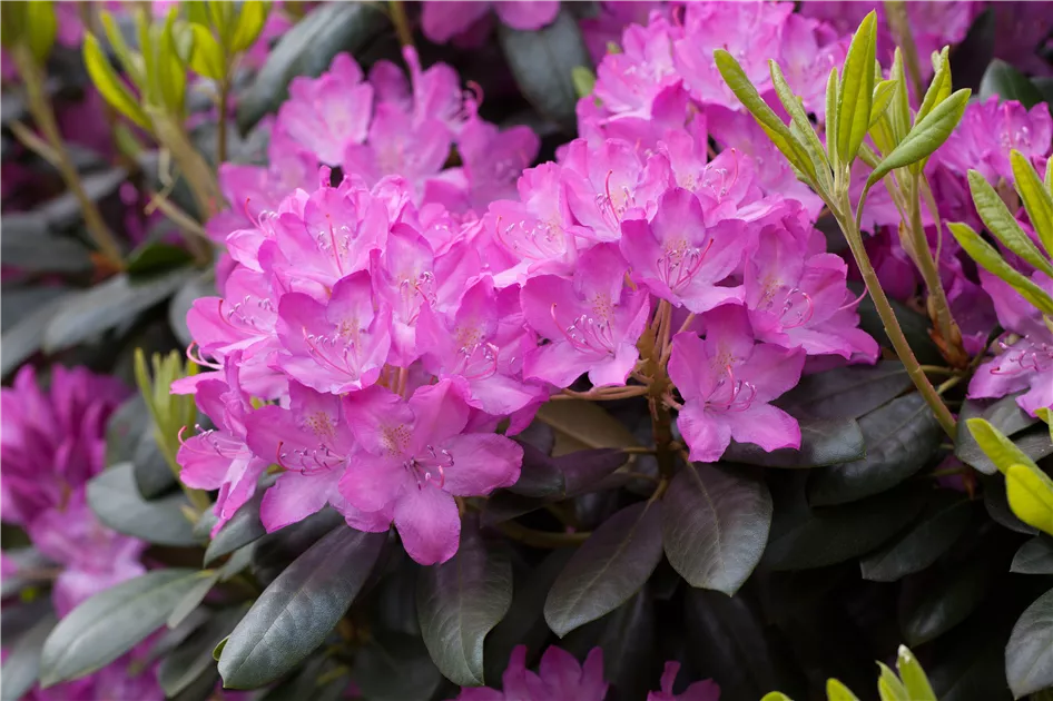 Rhododendron Hybr.'Roseum Elegans' I