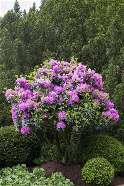 thuja 3m hoch kaufen Thuja Brabant kaufen – schnellwachsende Hecke