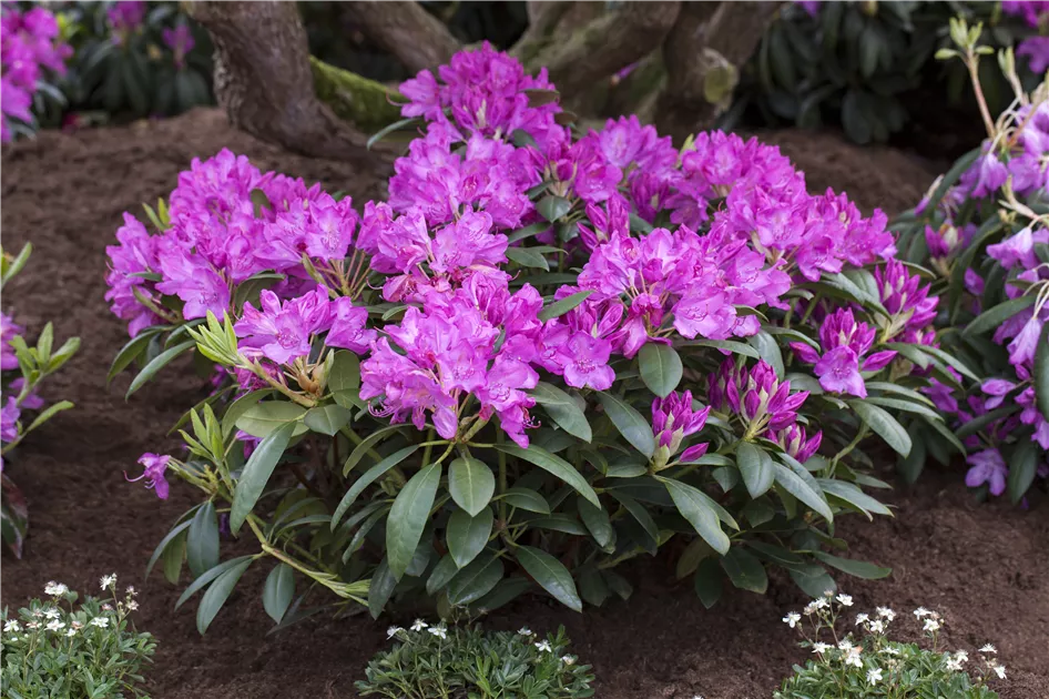 Rhododendron Hybr.'Roseum Elegans' I