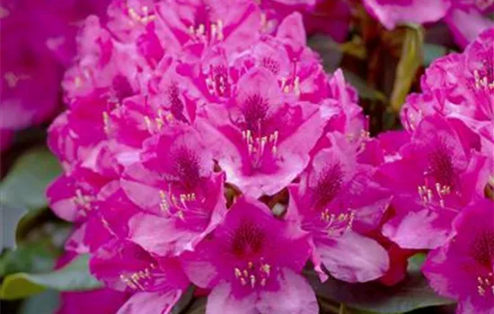 Rhododendron Hybr.'Nova Zembla' II