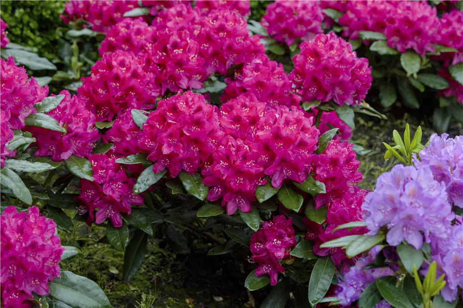 Rhododendron Hybr.'Nova Zembla' II