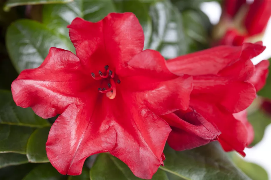 Rhododendron repens 'Scarlet Wonder' I