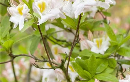 Rhododendron lut.'Persil' II