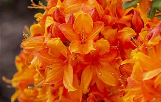 Rhododendron lut.'Klondyke' II