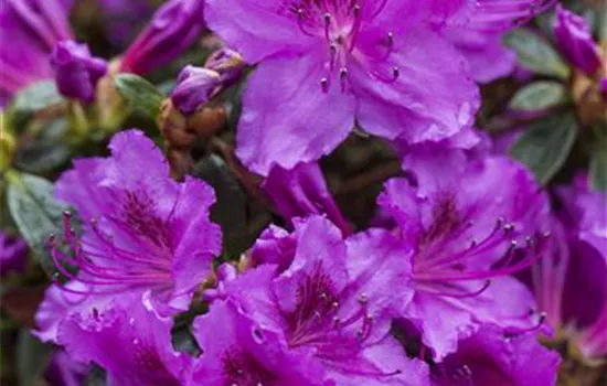 Rhododendron obt.'Diamant' -R- i.S. III