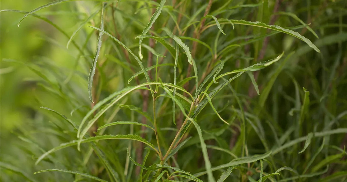 Rhamnus frangula 'Fine Line' -R-