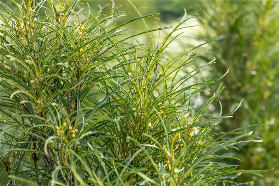 Rhamnus frangula 'Fine Line' -R
