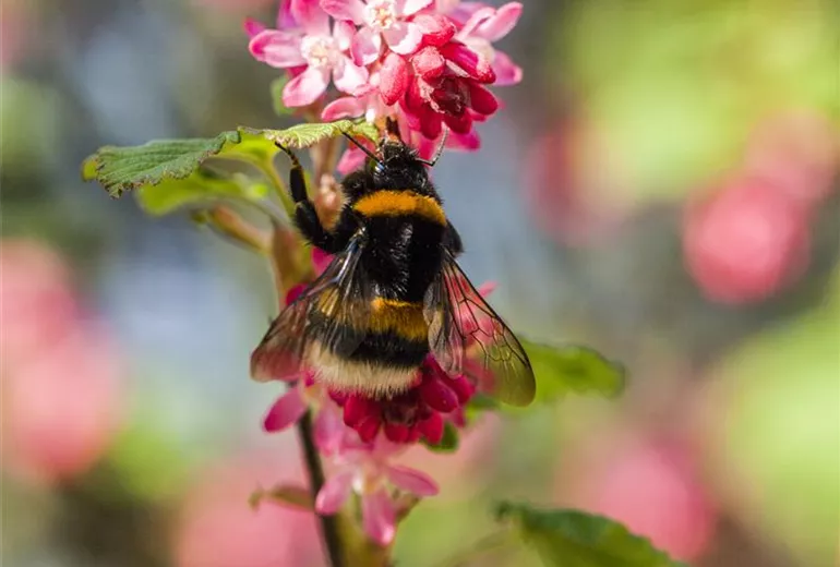 Ribes sanguineum 'King Edward VII'