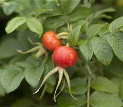 Rosa rugosa Rosa rugosa