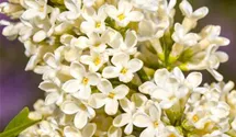 Edelflieder 'Primrose'