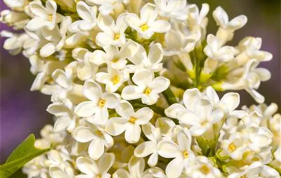 Syringa vulg.'Primrose'
