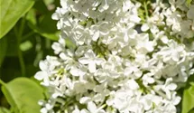 Edelflieder 'Primrose'