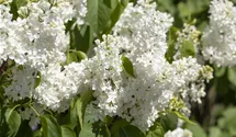 Edelflieder 'Primrose'