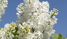 Edelflieder 'Primrose'