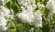 Edelflieder 'Primrose'