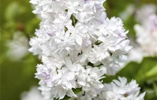 Syringa vulg.'Mme Lemoine'