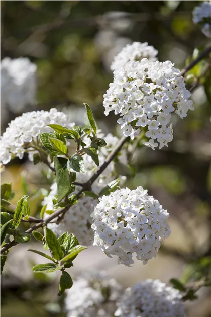 Viburnum burkwoodii