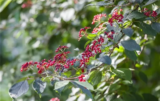 Viburnum lantana