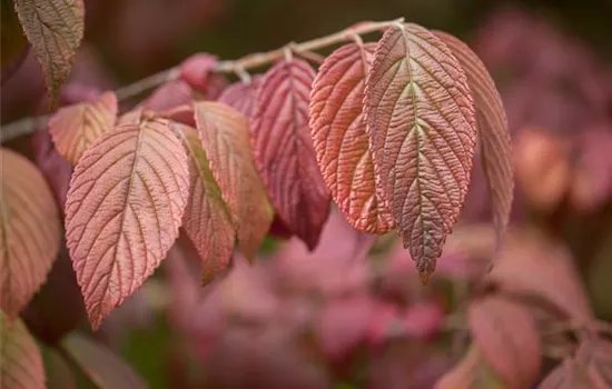 Viburnum plicatum 'Mariesii'