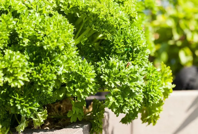 Petroselinum crispum Petroselinum crispum