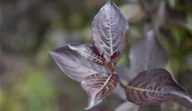 Weigelie 'Purpurea'