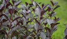 Weigelie 'Purpurea'