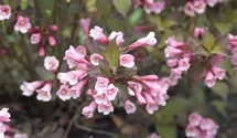 Weigelie 'Purpurea'